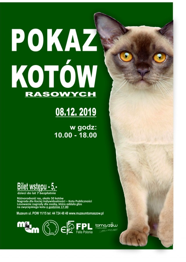 wystawa kotów 2019