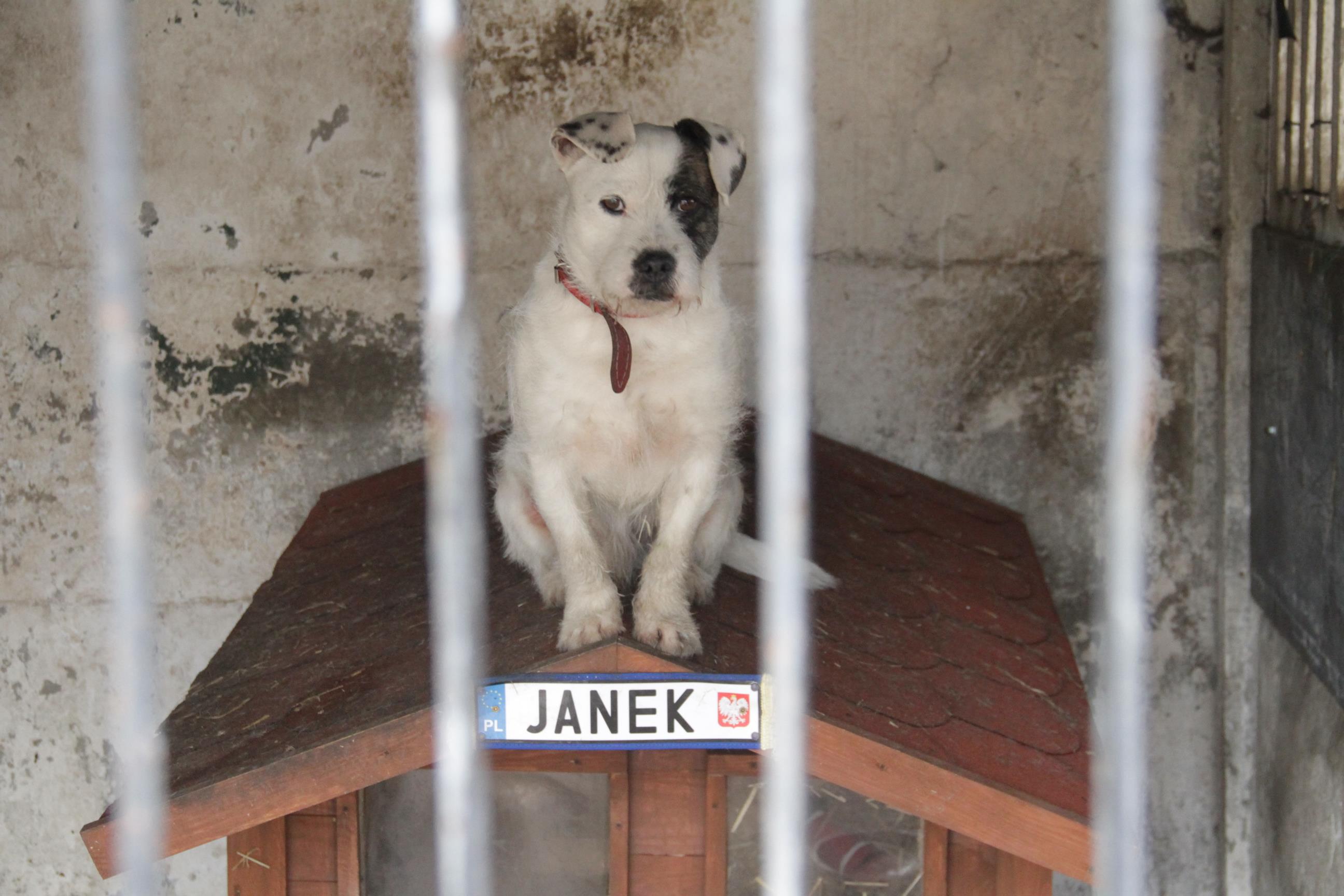 Na zdjęciu pies do adopcki - Janek