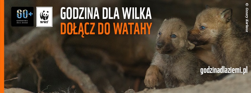 Zdjęcie wilków ilustrujące akcję/ www.godzinadlaziemi.pl