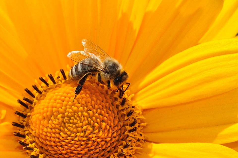 zdjęcie pszczoły