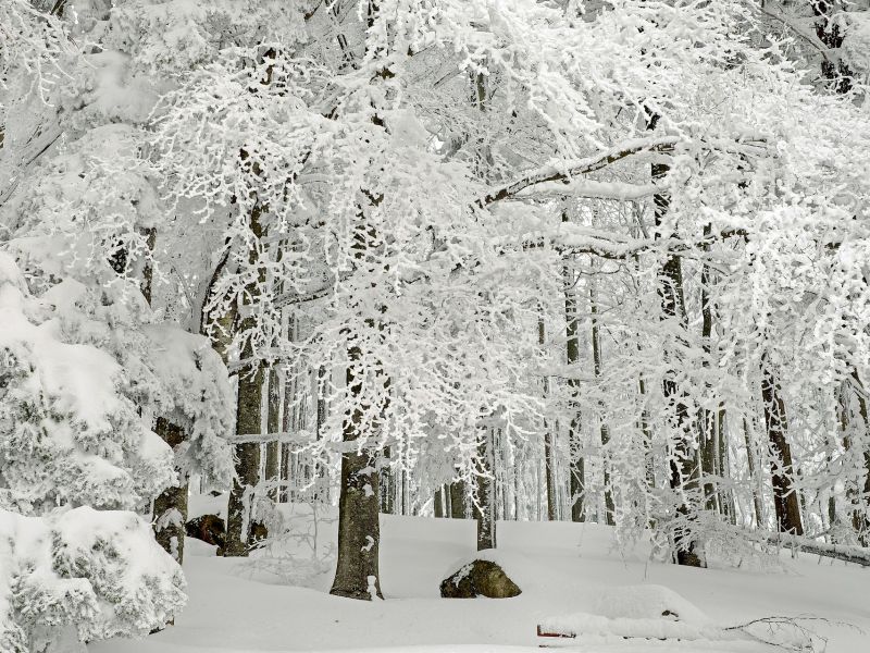 Na zdjęciu las zimą, oszronione, ośniezone drzewa