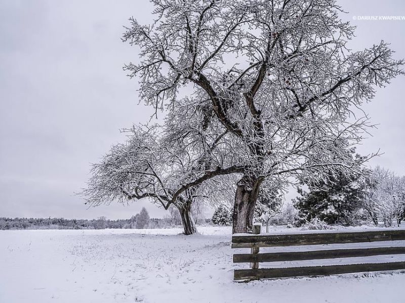 zima, śnieg, pole, oszronione drzewa, płot