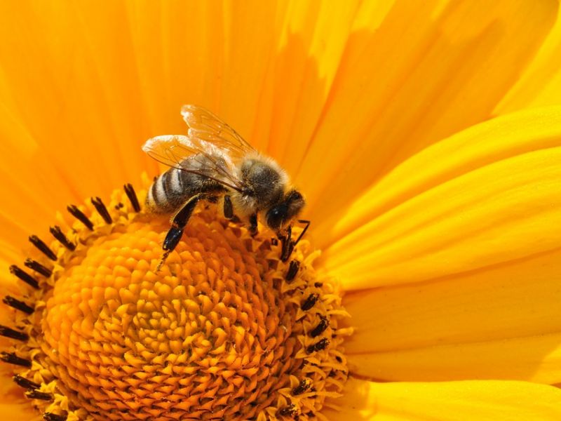 Tomaszów Mazowiecki przyjazny pszczołom! Sprawdź jakie rośliny sadzić