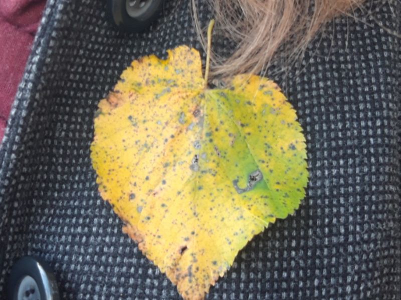 Na zdjęciu jesienny liść przypięty do klapy damskiego płaszcza