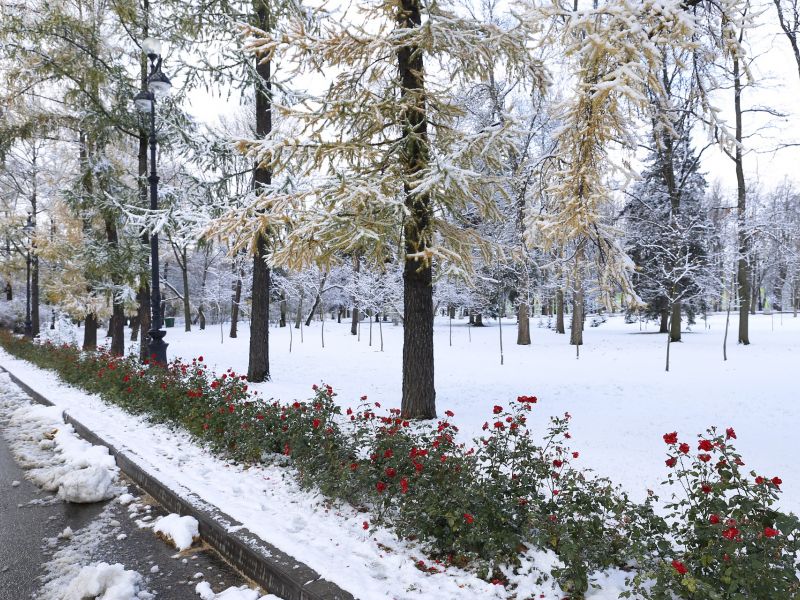 Na zdjęciu fragment drogi i parku, na drzewach przymrozek i śnieg