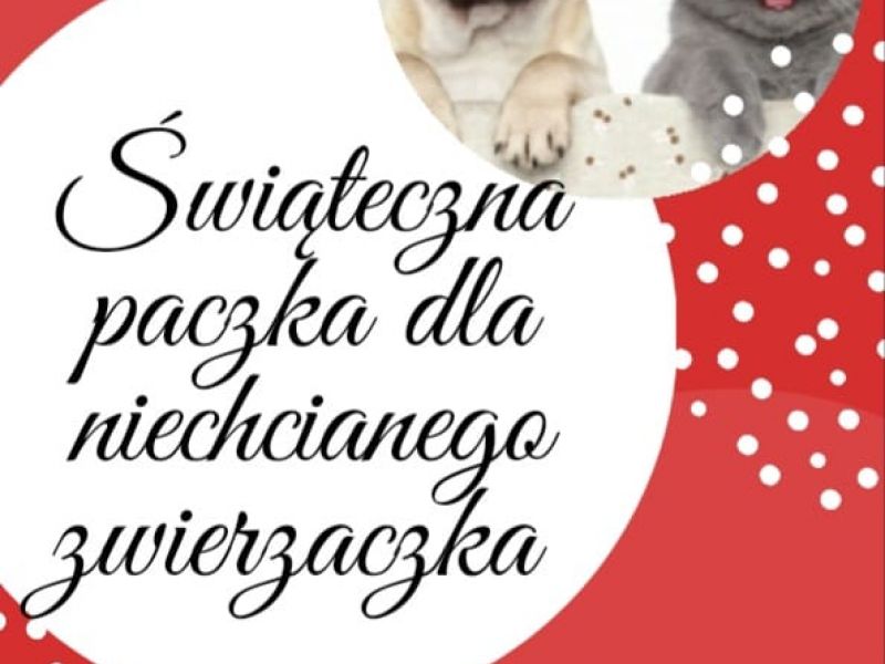 na czerwonym tle okrągłe grafiki w jednej pies i kot w świątecznych czapkach w drugiej tekst 