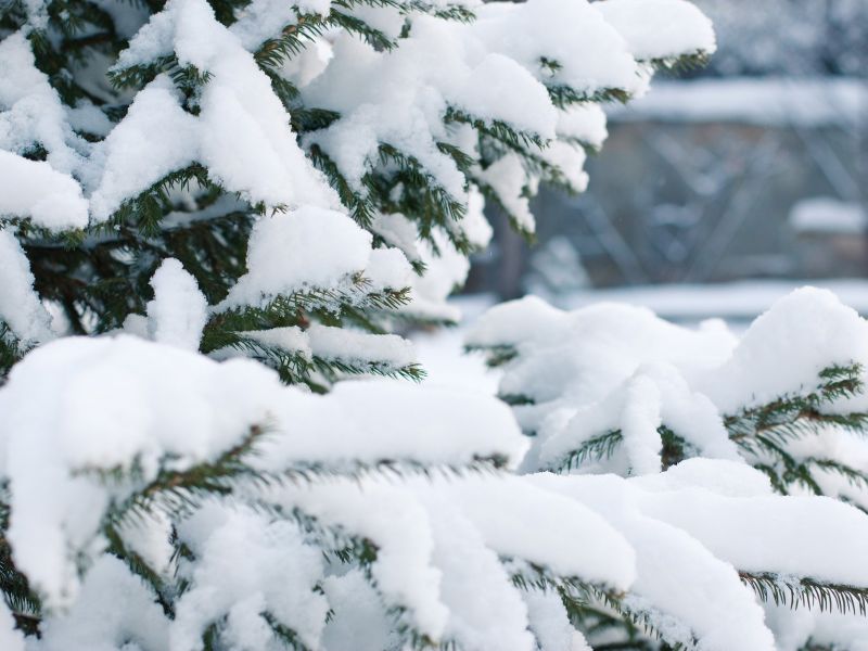 Na zdjęciu gałężie sosny z czapami śniegu