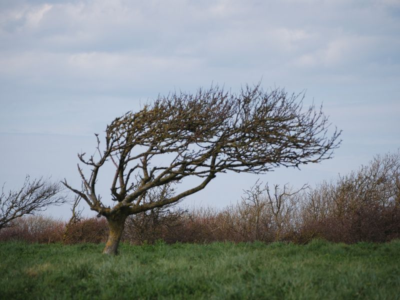 Na zdjęciu drzewo podczas wichury