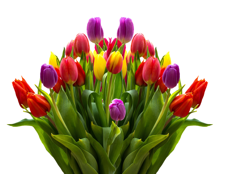 bukiet kolorowych tulipanów 