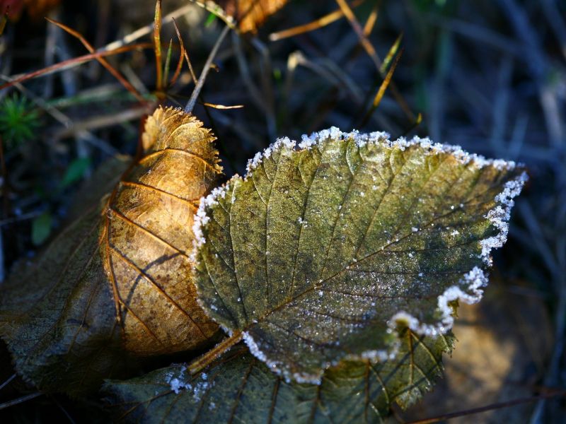 Na zdjęciu liść pokryty przymrozkiem