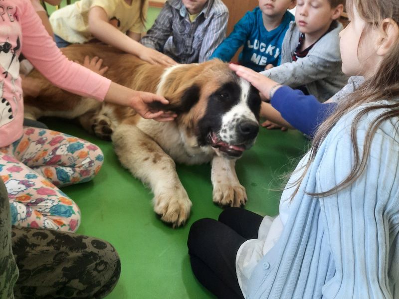 Na zdjęciu przedszkolaki podczas zajęć dogoterapii. Dzieci głaskają psa rasy moskiewski stróżujący, który leży na podłodze w sali przedszkolnej